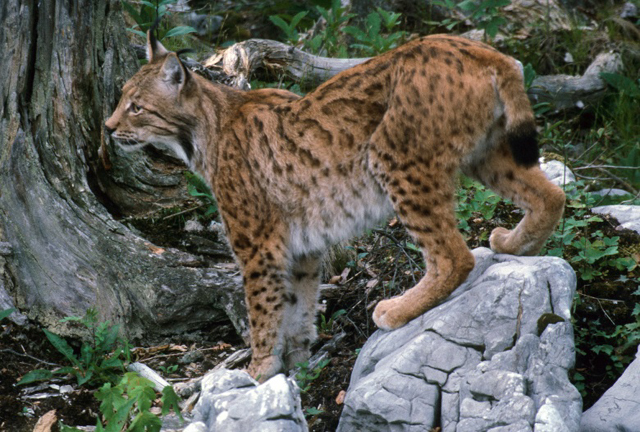 Ris u hrvatskoj šumi/Snimio Alojzij Škvarča Life Lynx projekt                                                                                                                                                                                             